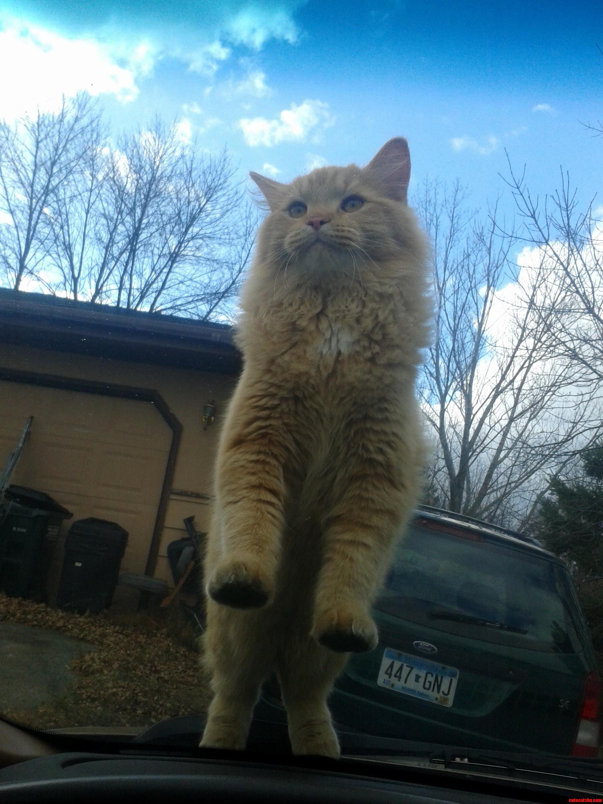 Purr Moster Thinks He Owns the Place