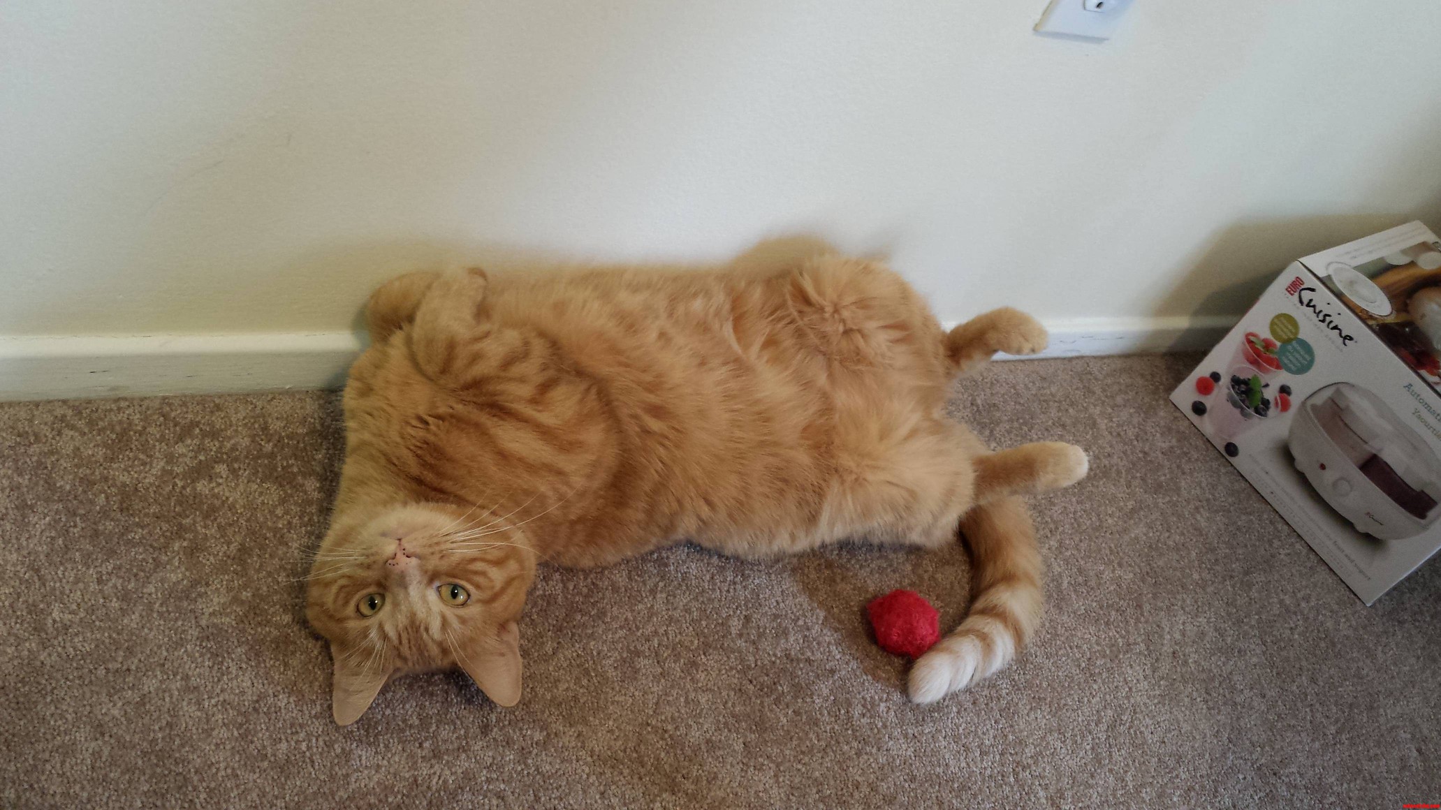 Purr Purr Takes Time Out to Be Cute