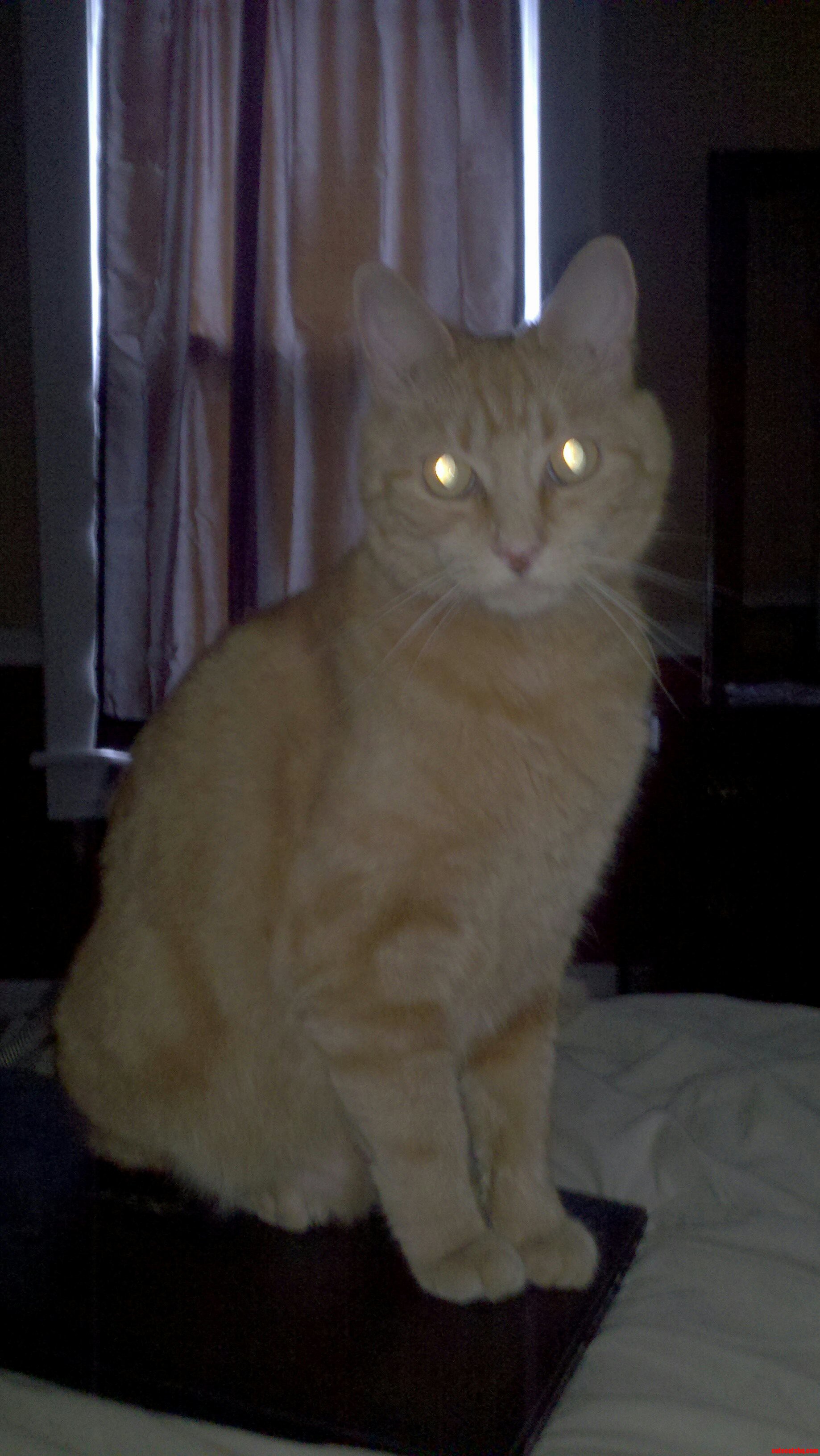 Pwetty Kitty