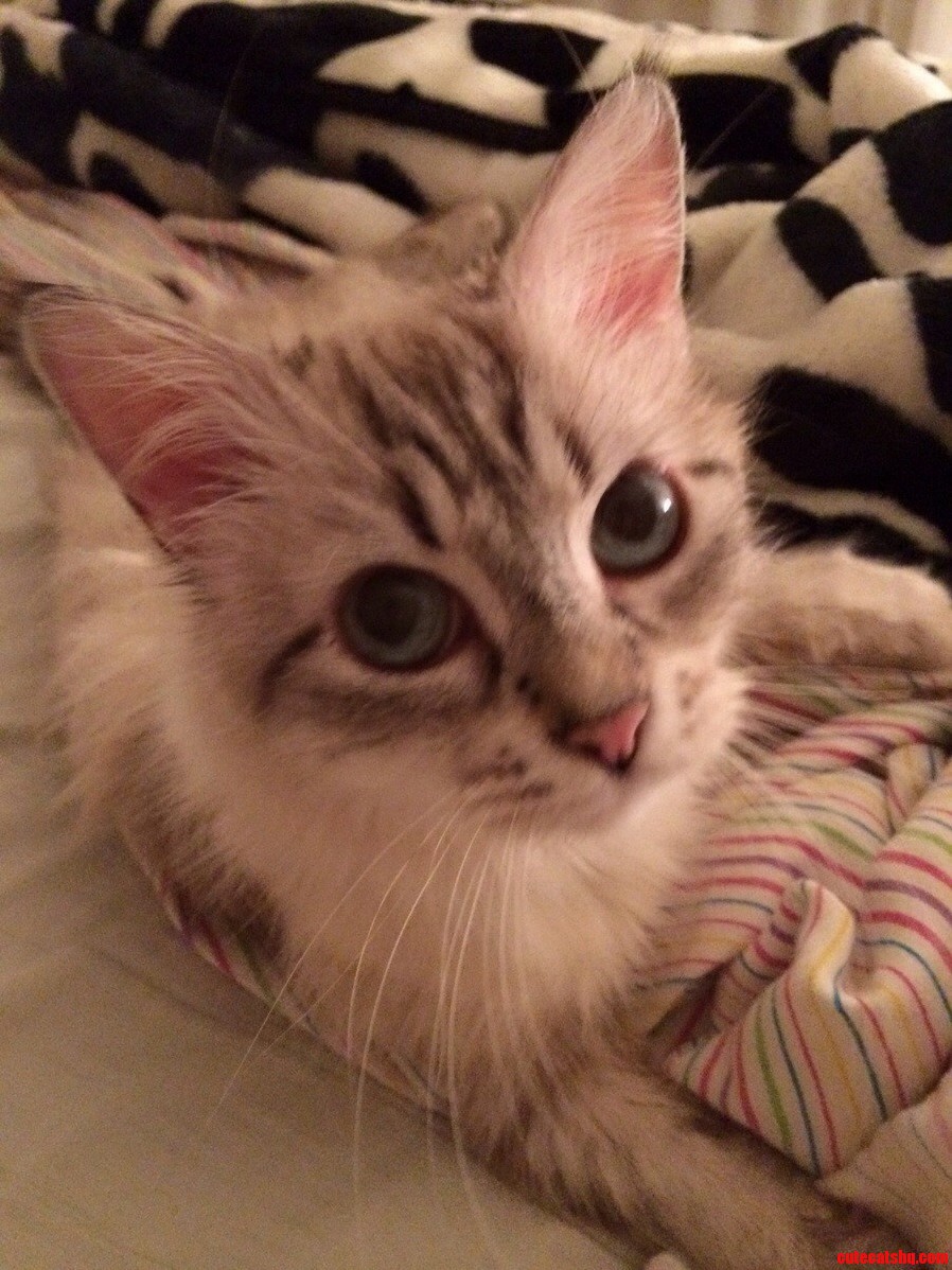 Question About Cat Odor