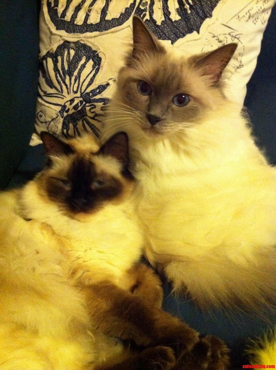 Ragdoll Sibling Love