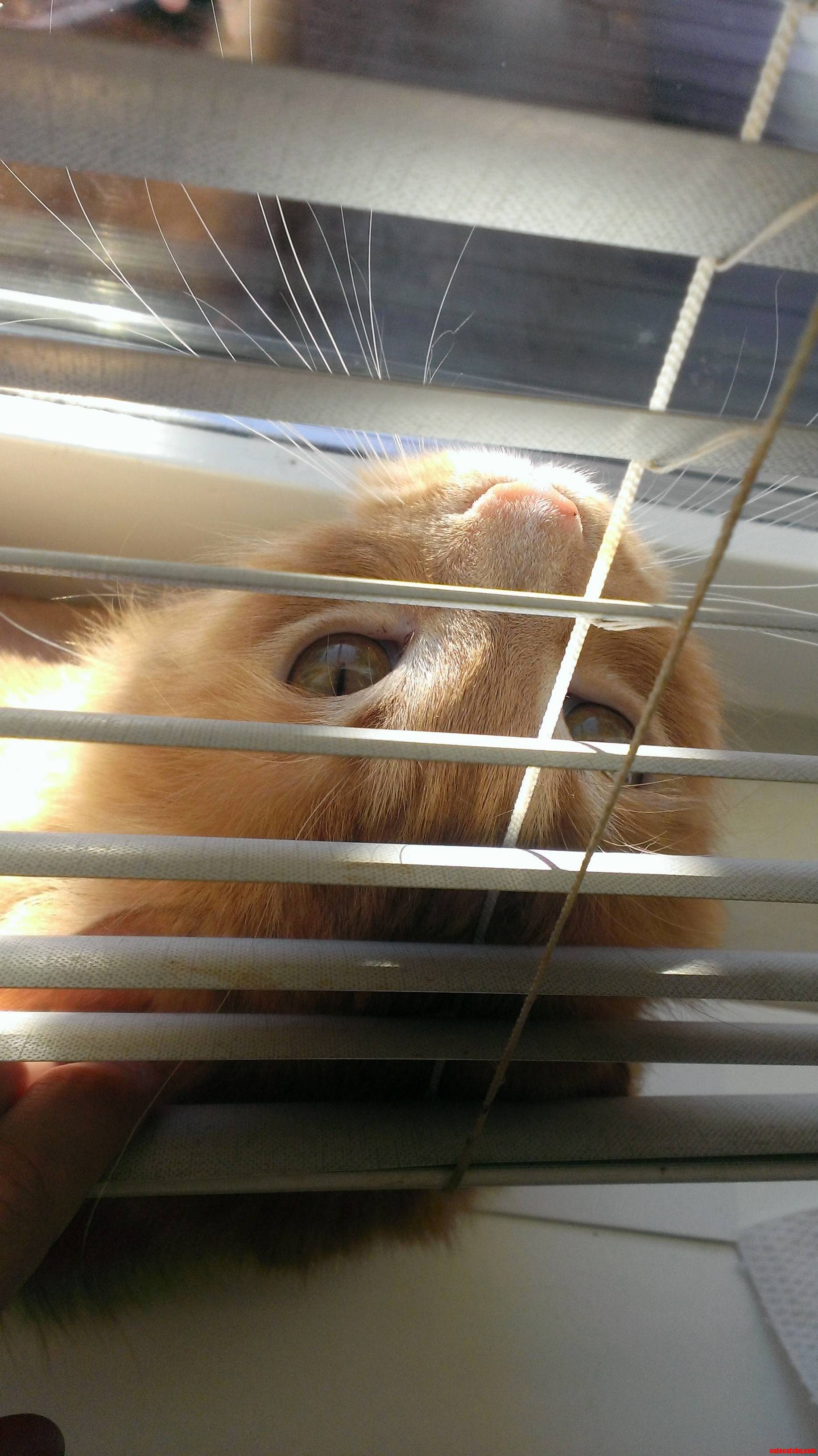 Rawr.. Blinders
