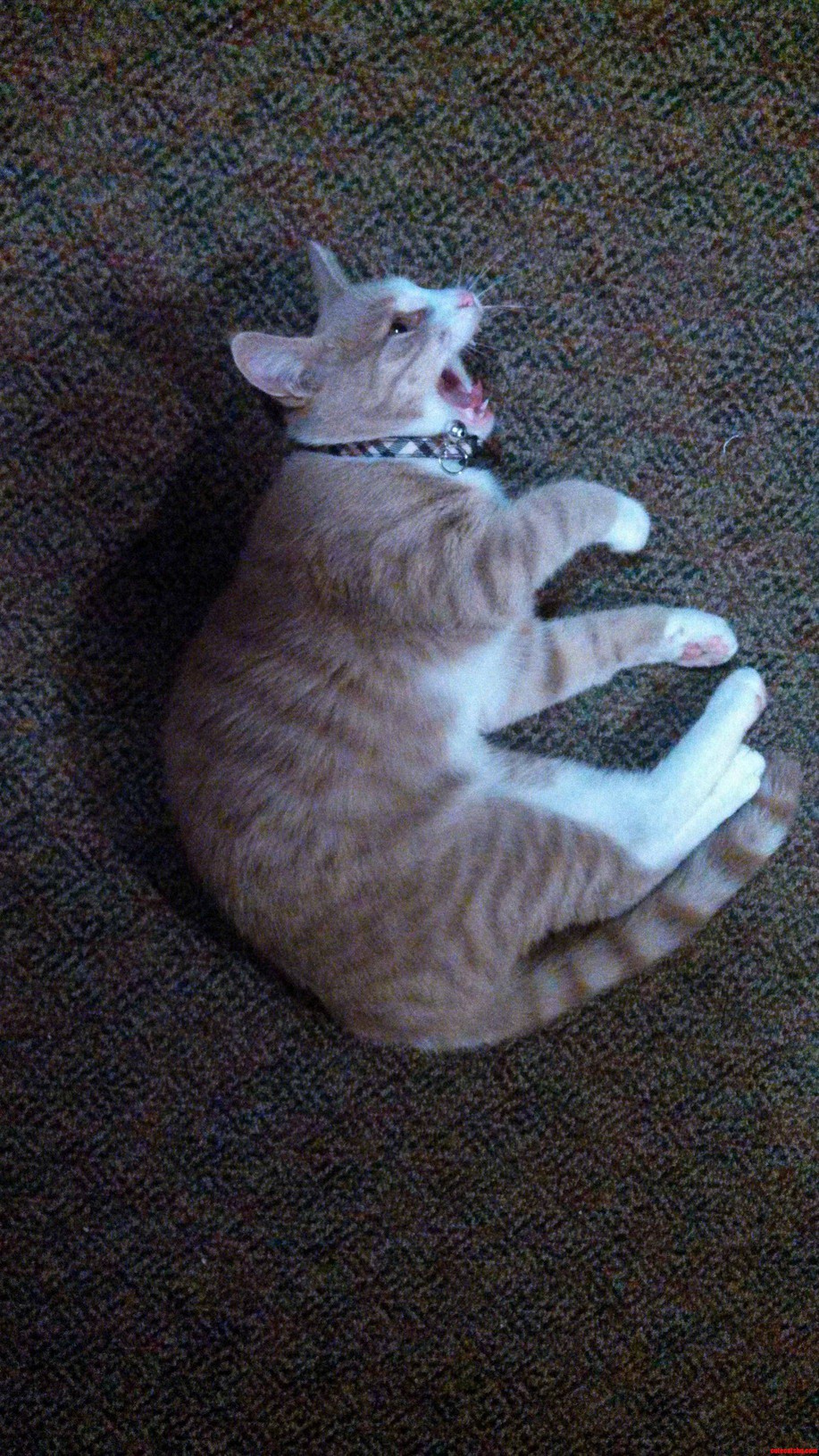 Rawrrr ... Okay Maybe Its a Yawn.