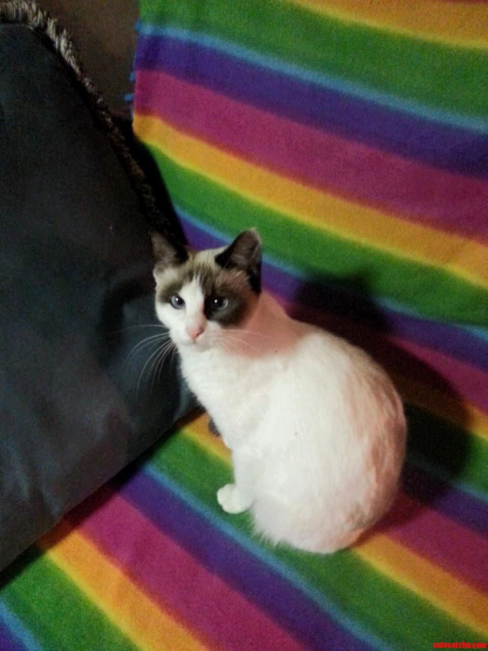 Rcats Meet Tippy
