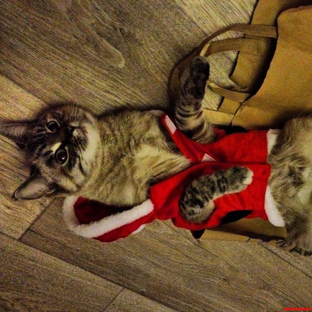 Ready for Xmas