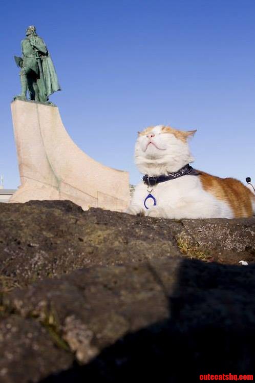 Regal Kitty Is Pleased with Its Kingdom.