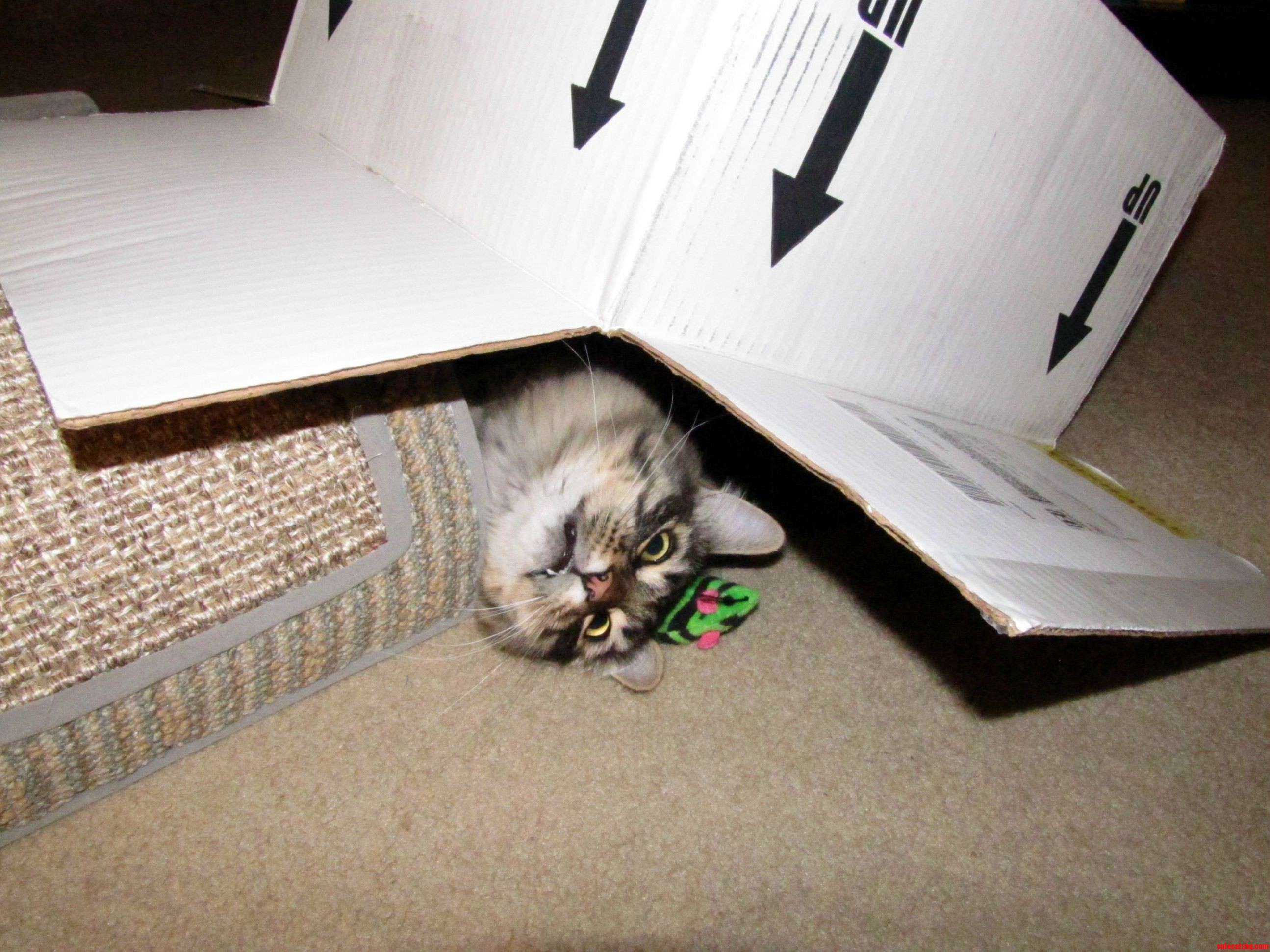 Resident Box Fiend.