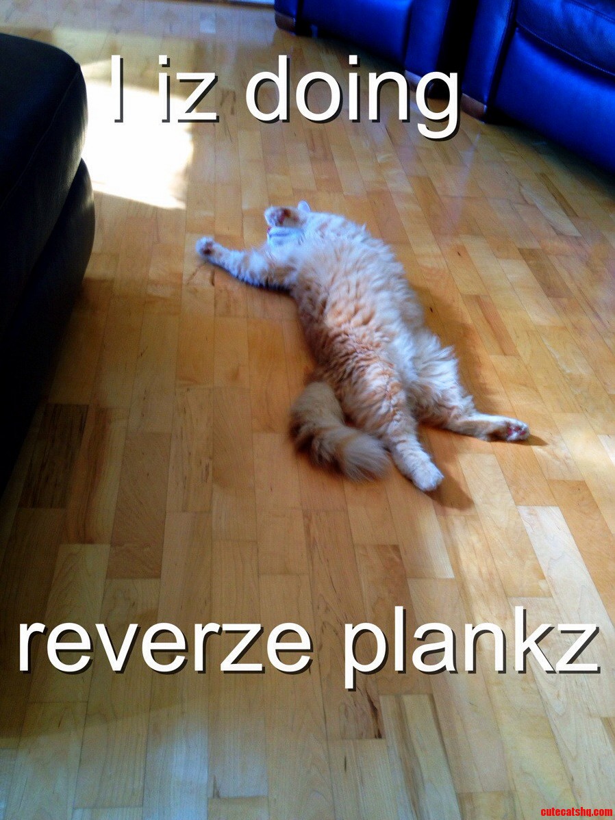 Reverze Plankz Oc