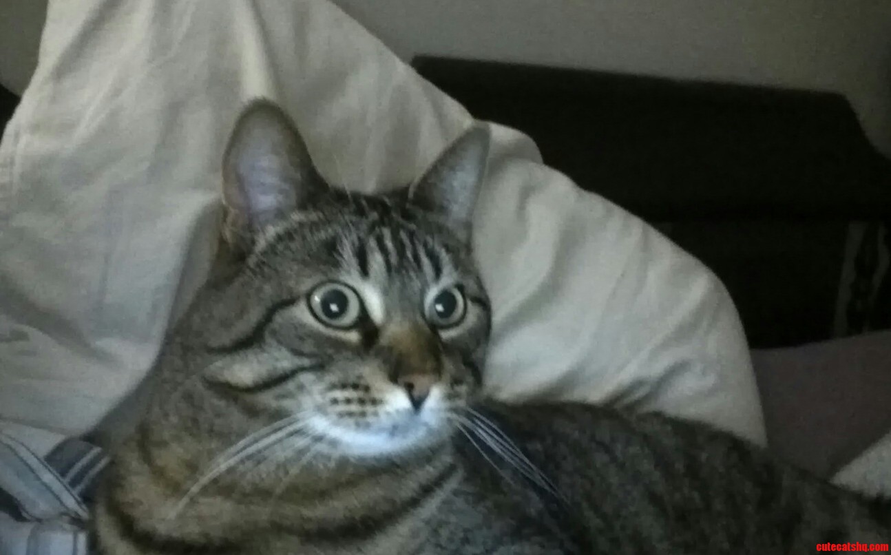 Richard Parker Is Quite the Observant Fellow.