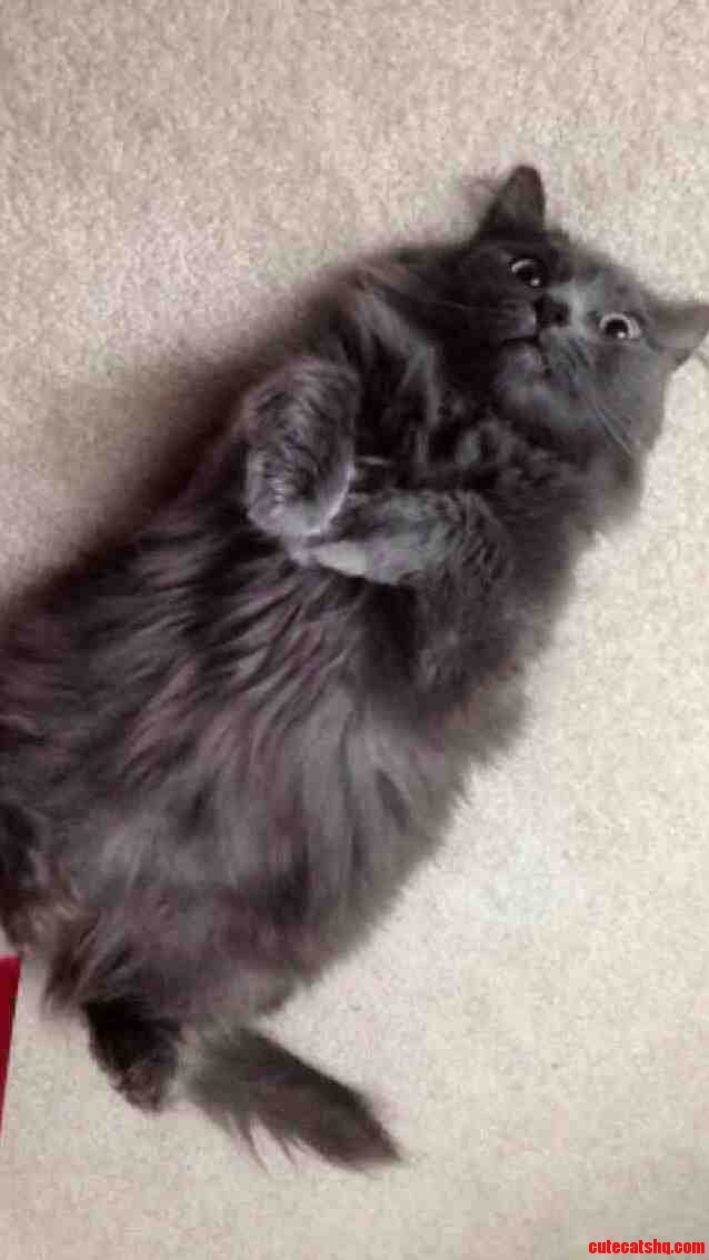 Ridiculously Photogenic Cat 2.0
