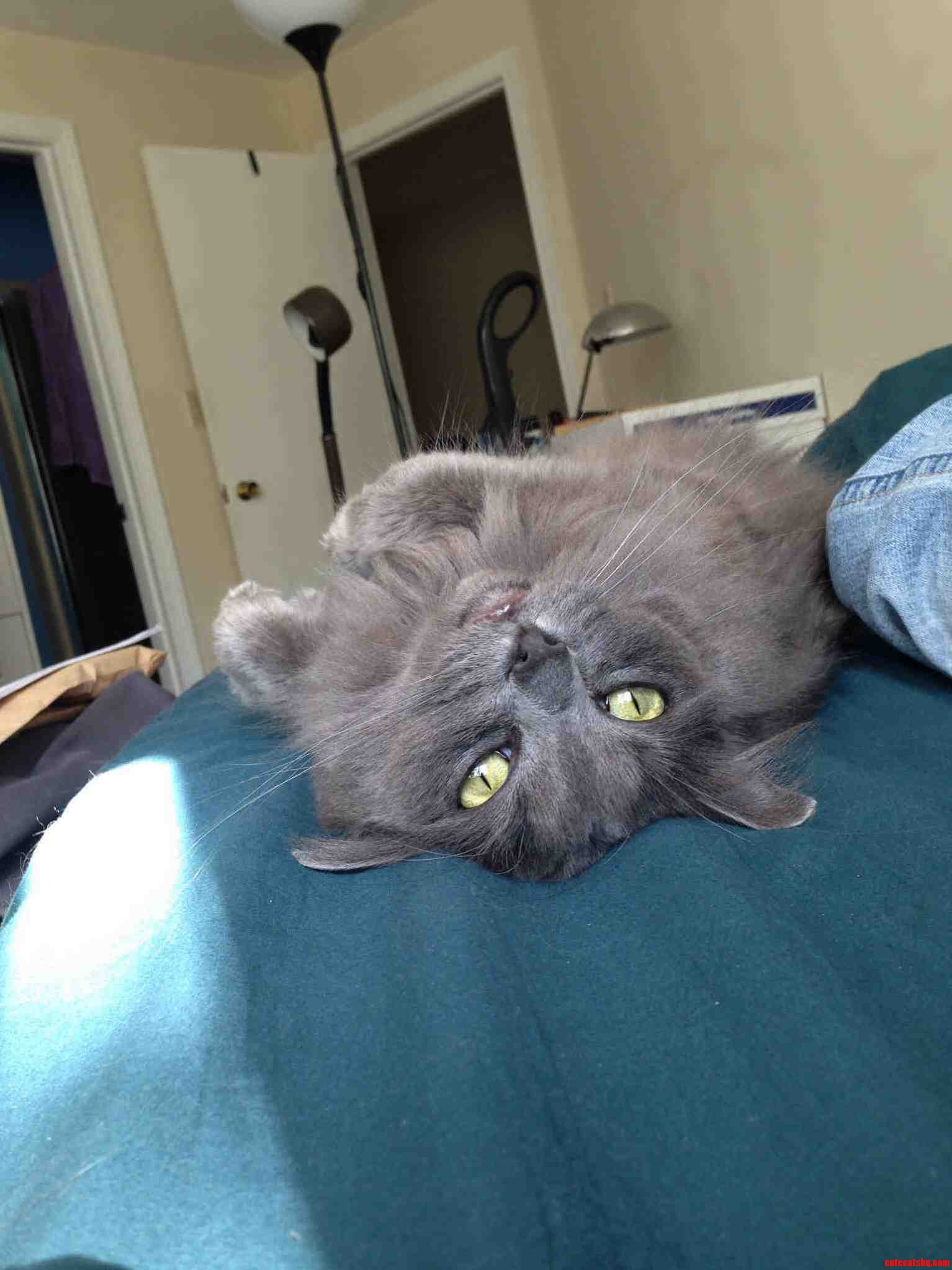 Ridiculously Photogenic Cat