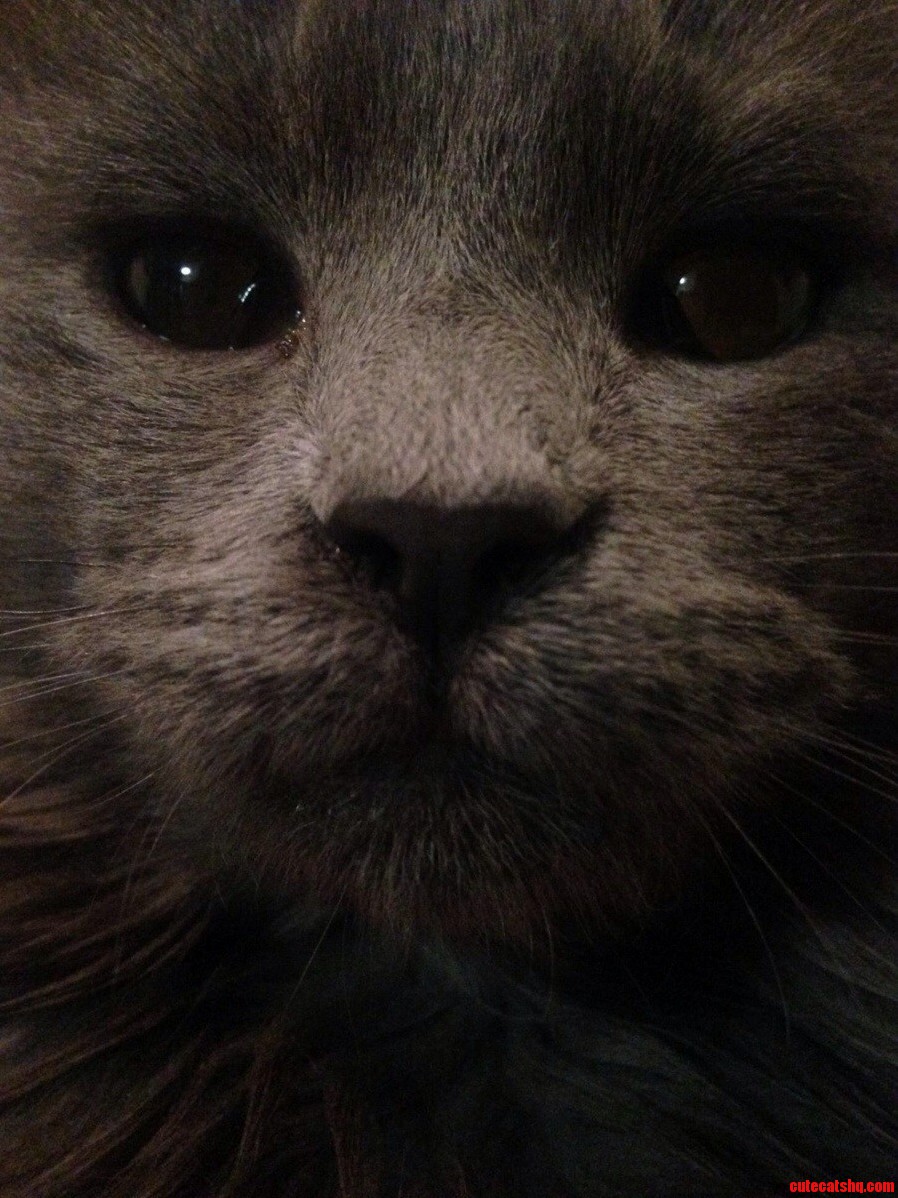 Ridiculously Photogenic Wally