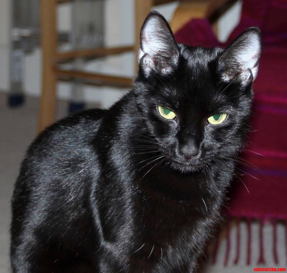 Rip You Pitch-black Killer You Will Be Missed
