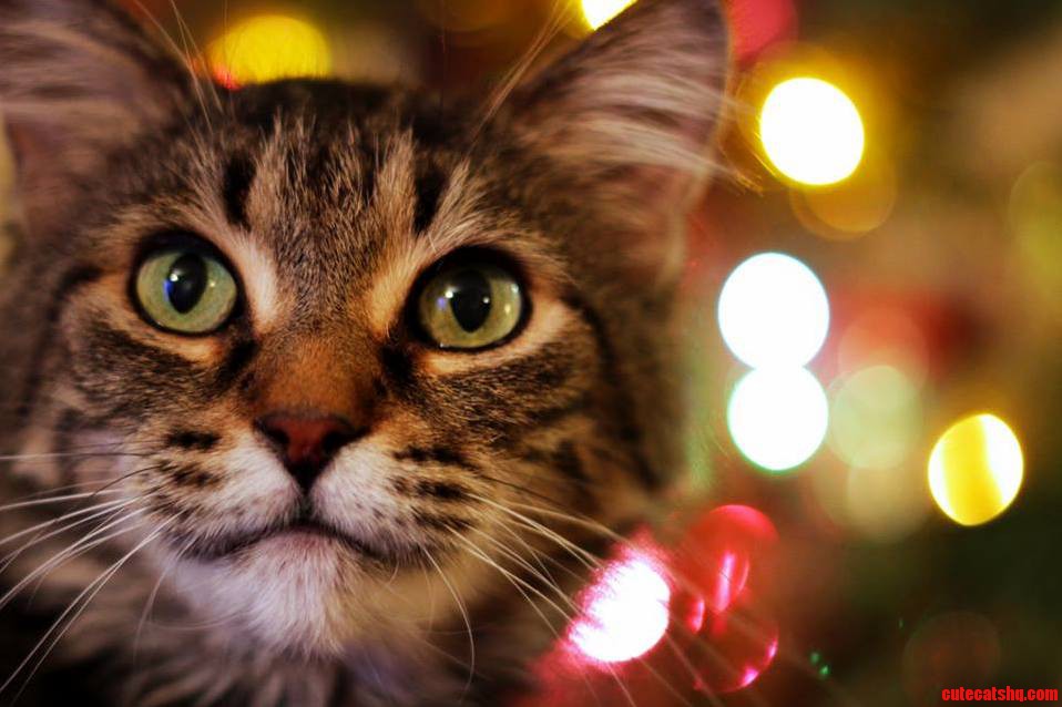 Roan Our Nine Year Old Maine Coon
