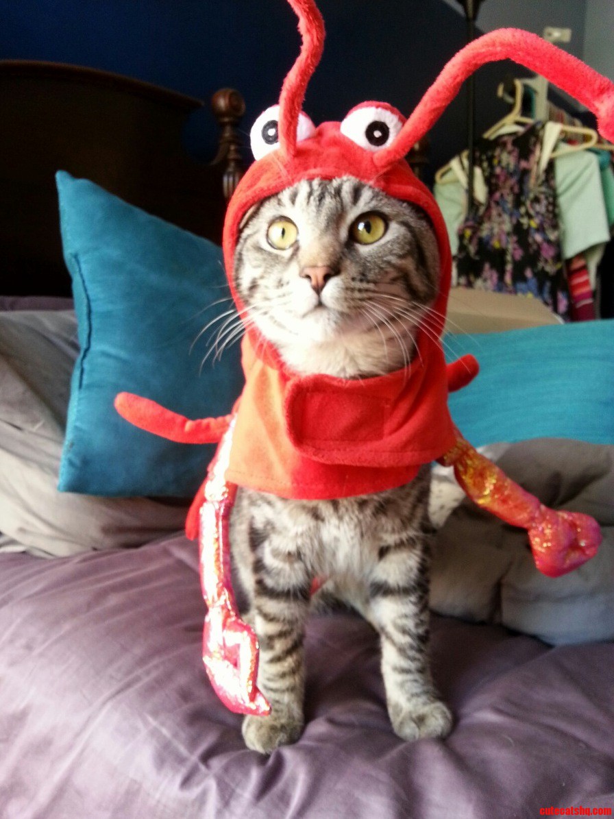 Rock Lobsta