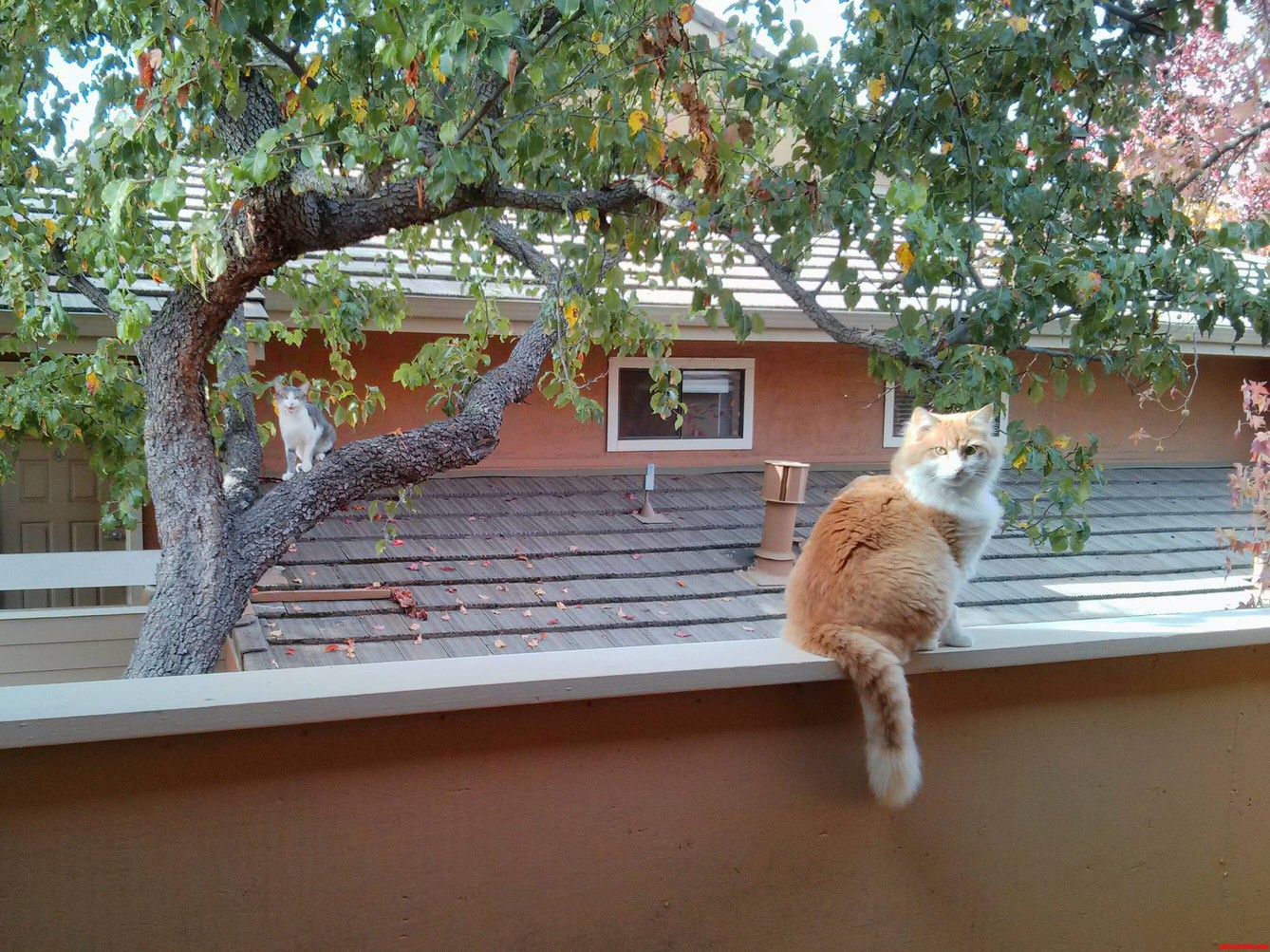 Romeow and Juliet