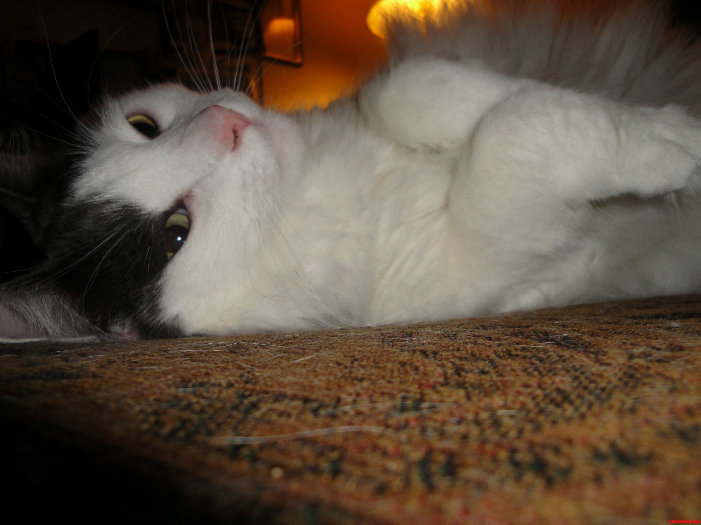 Ronon Always Knows When the Camera Is Ready to Snap