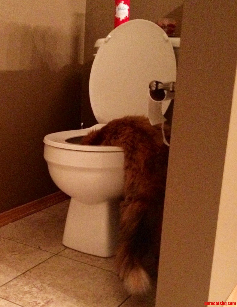 Rough Night for the Cat