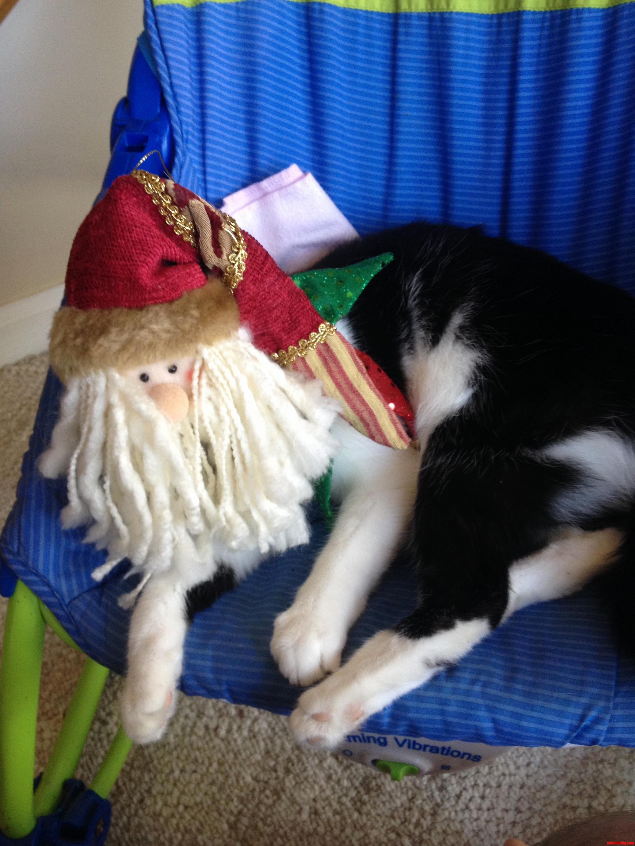 Santa Claws