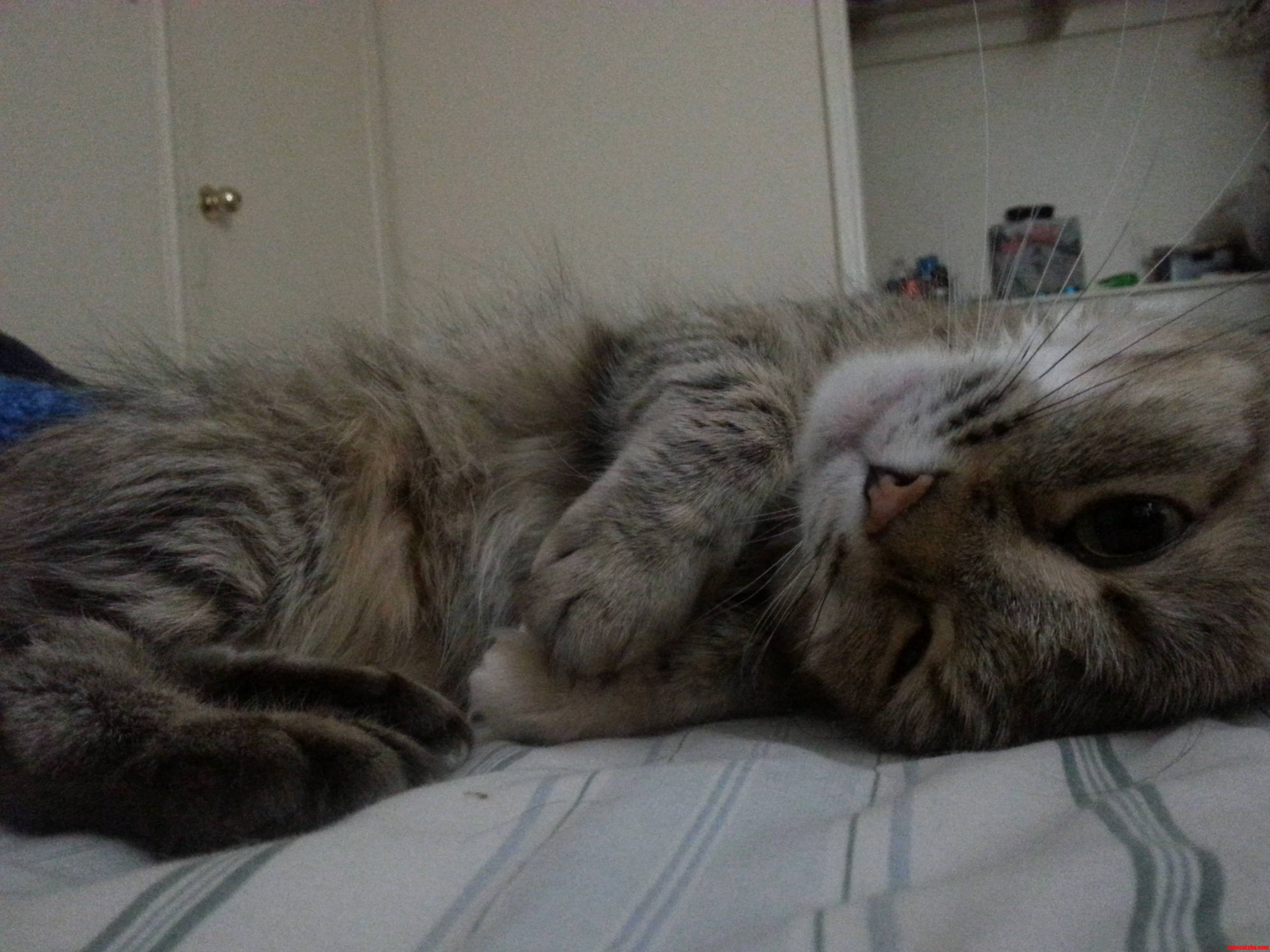 Say Hello to Pj