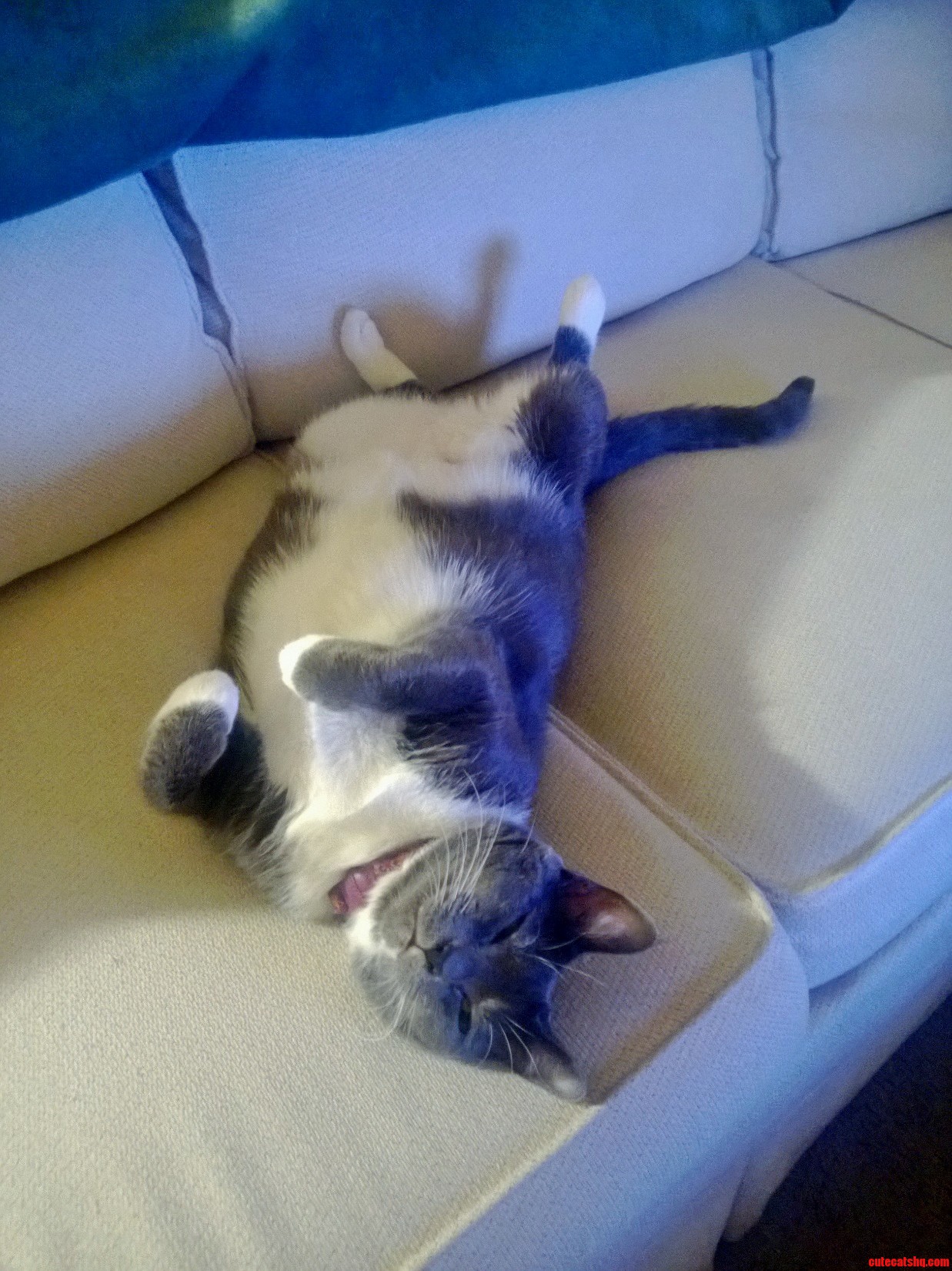 Say Hi to Potato. She Loves to Sleep Like This