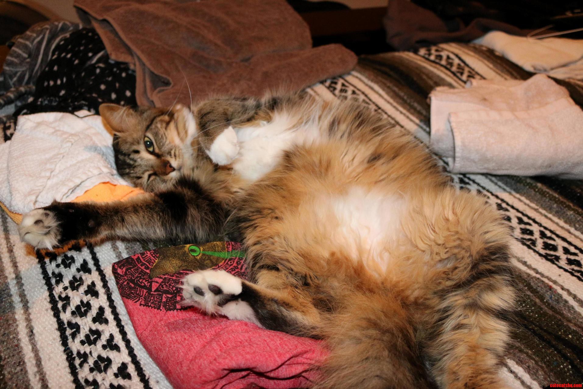 Scratch Loves Laundry Day