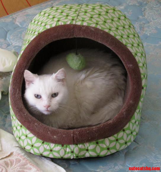 Scully Likes Her New to Her Mini Cat Hut.