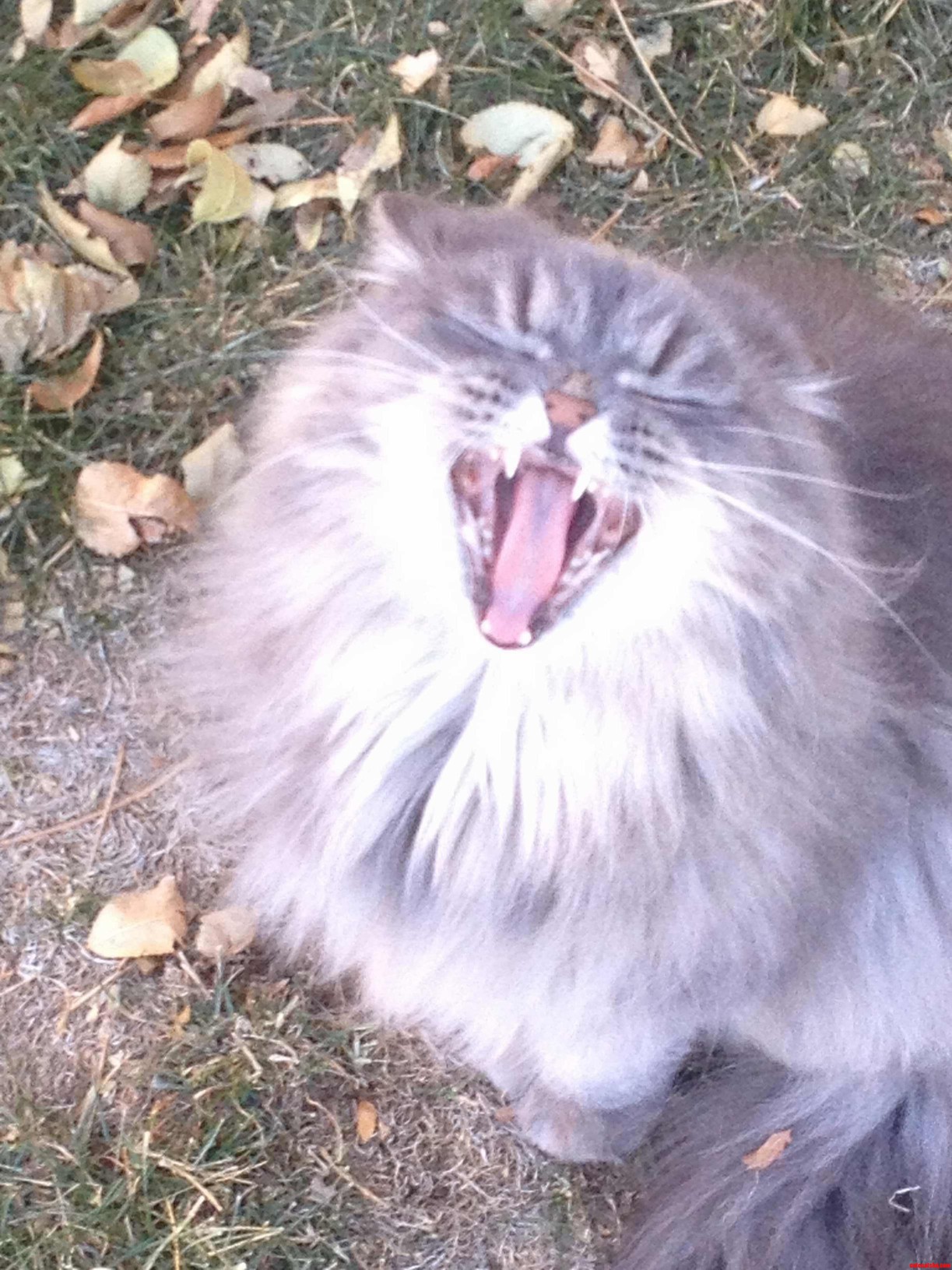 Serafina Yawning in Some Leaves.