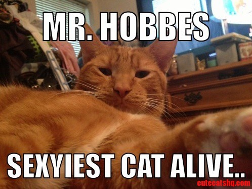Sexiest Cat Alive