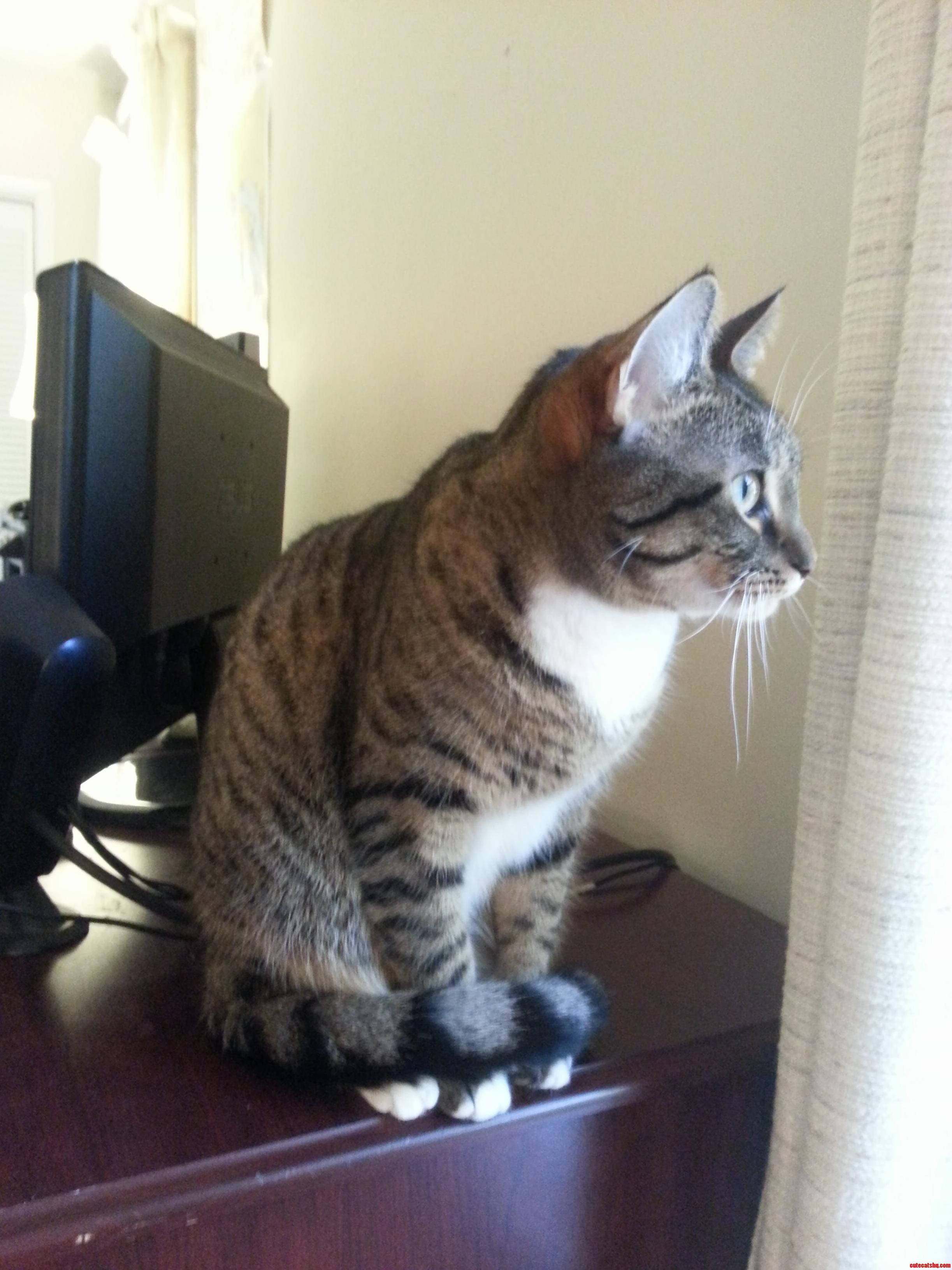 She Always Curls Her Tail Around Her Feet When Watching Squirrels.