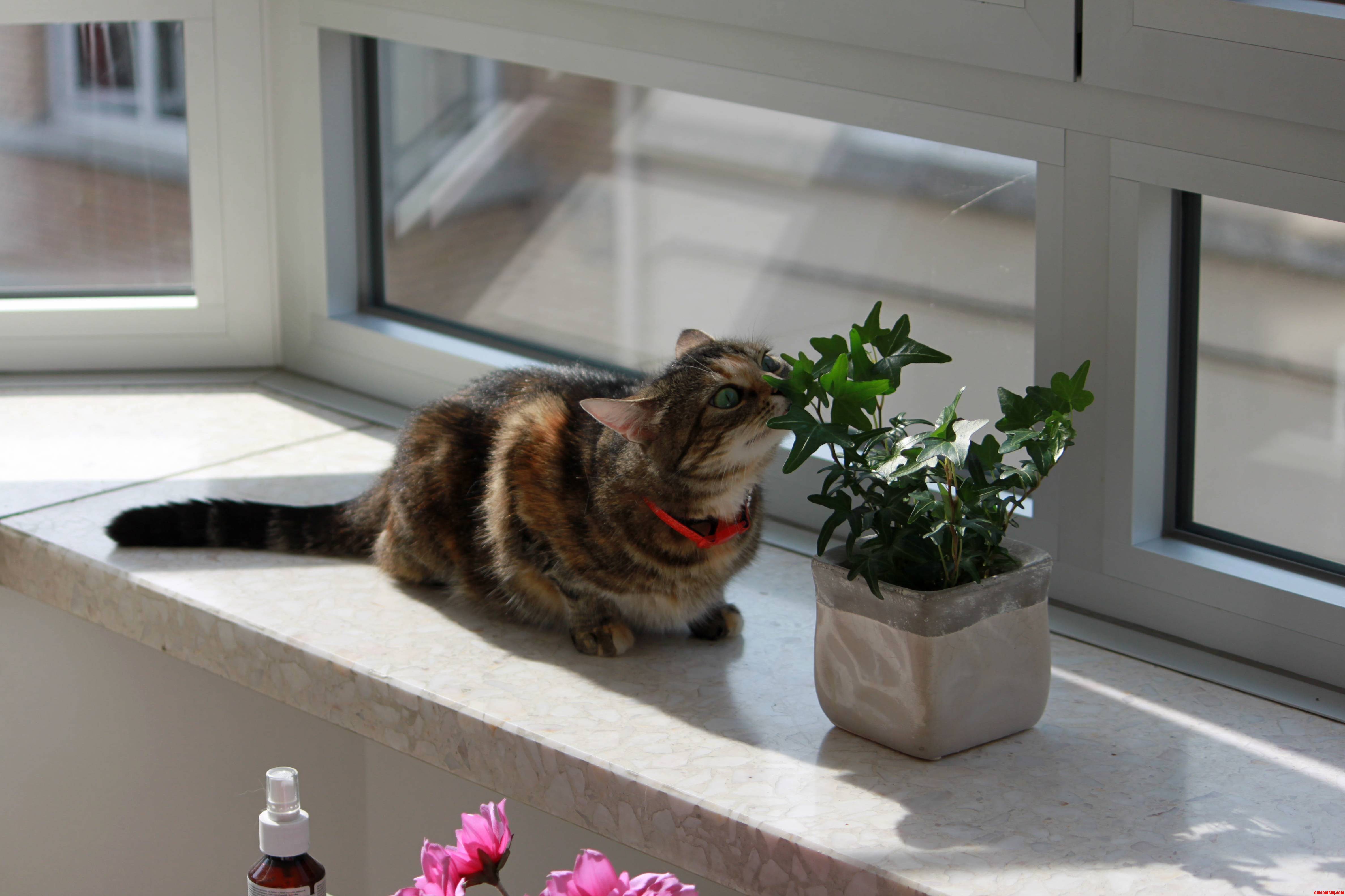 She Keeps Eating All My Plants Except That One. Somehow Im Still Not at Ease.
