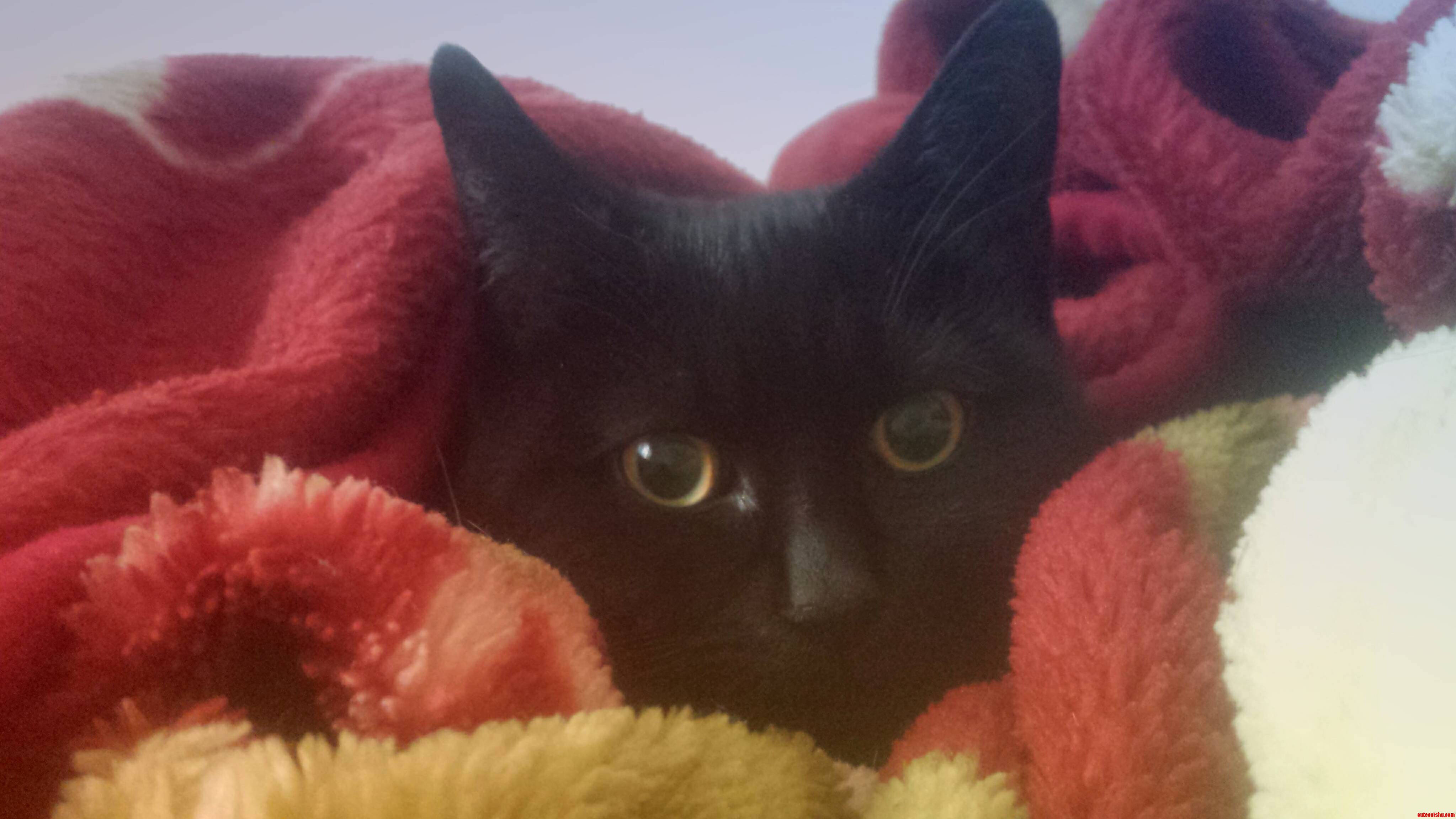 She Likes to Sleep Between the Covers