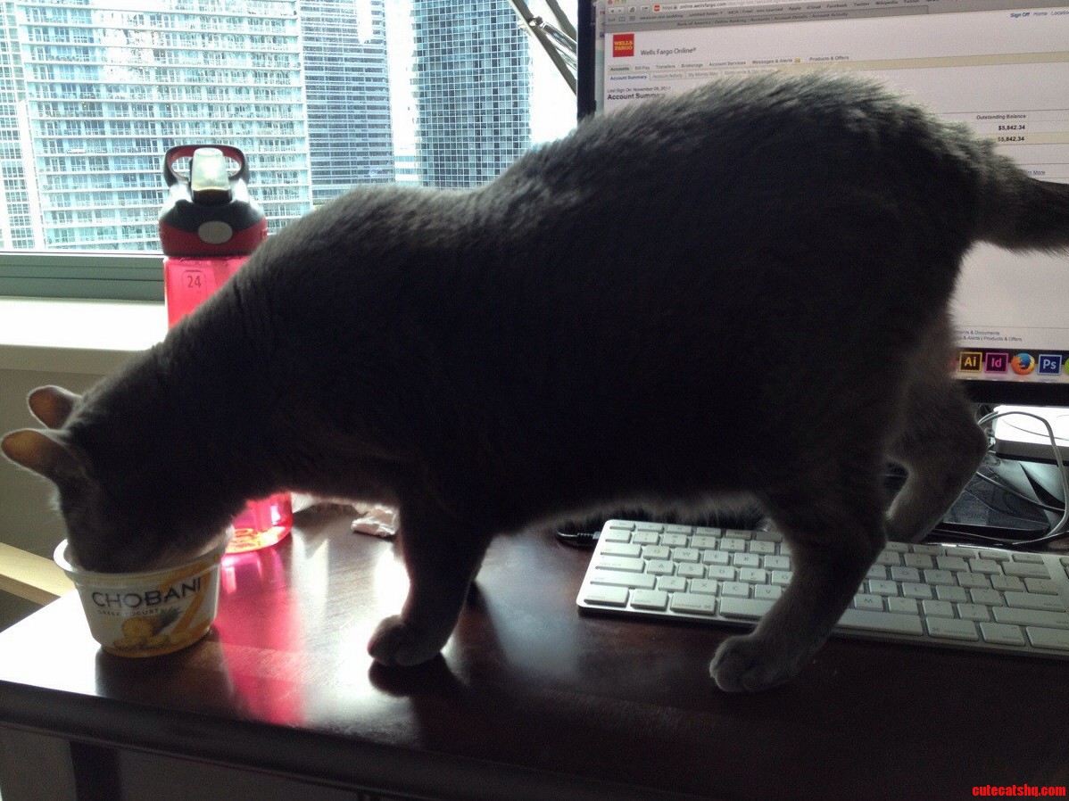 She Loves Chobani