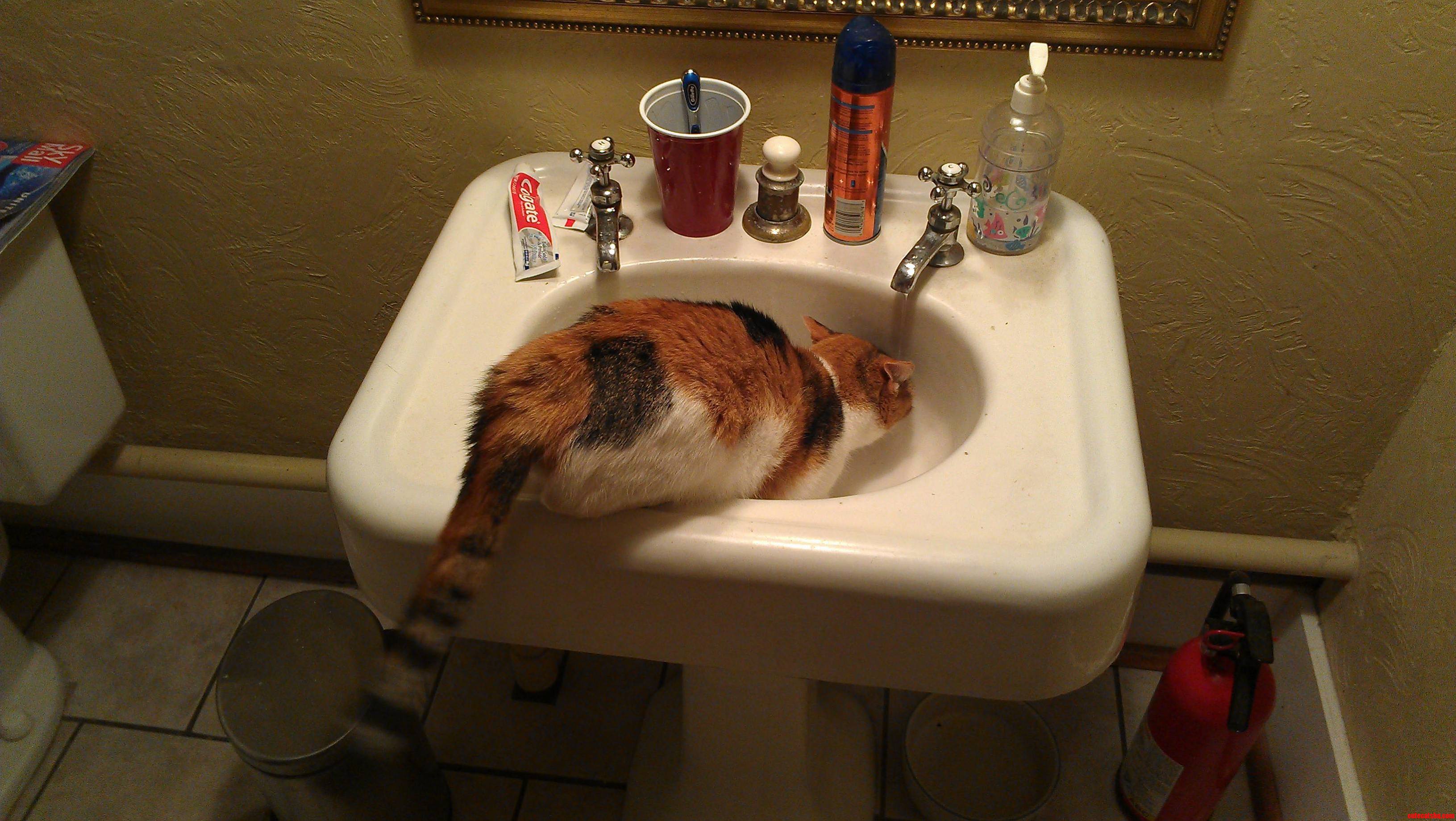 She Refuses to Drink Out of Anything but the Tap.