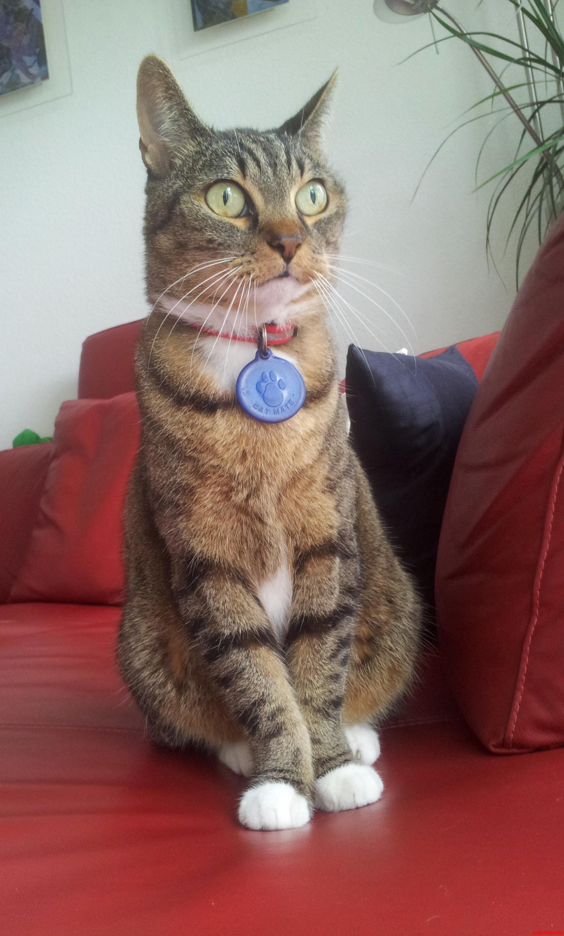 She Sat There for a While Observing What Was Happening Outside Oc