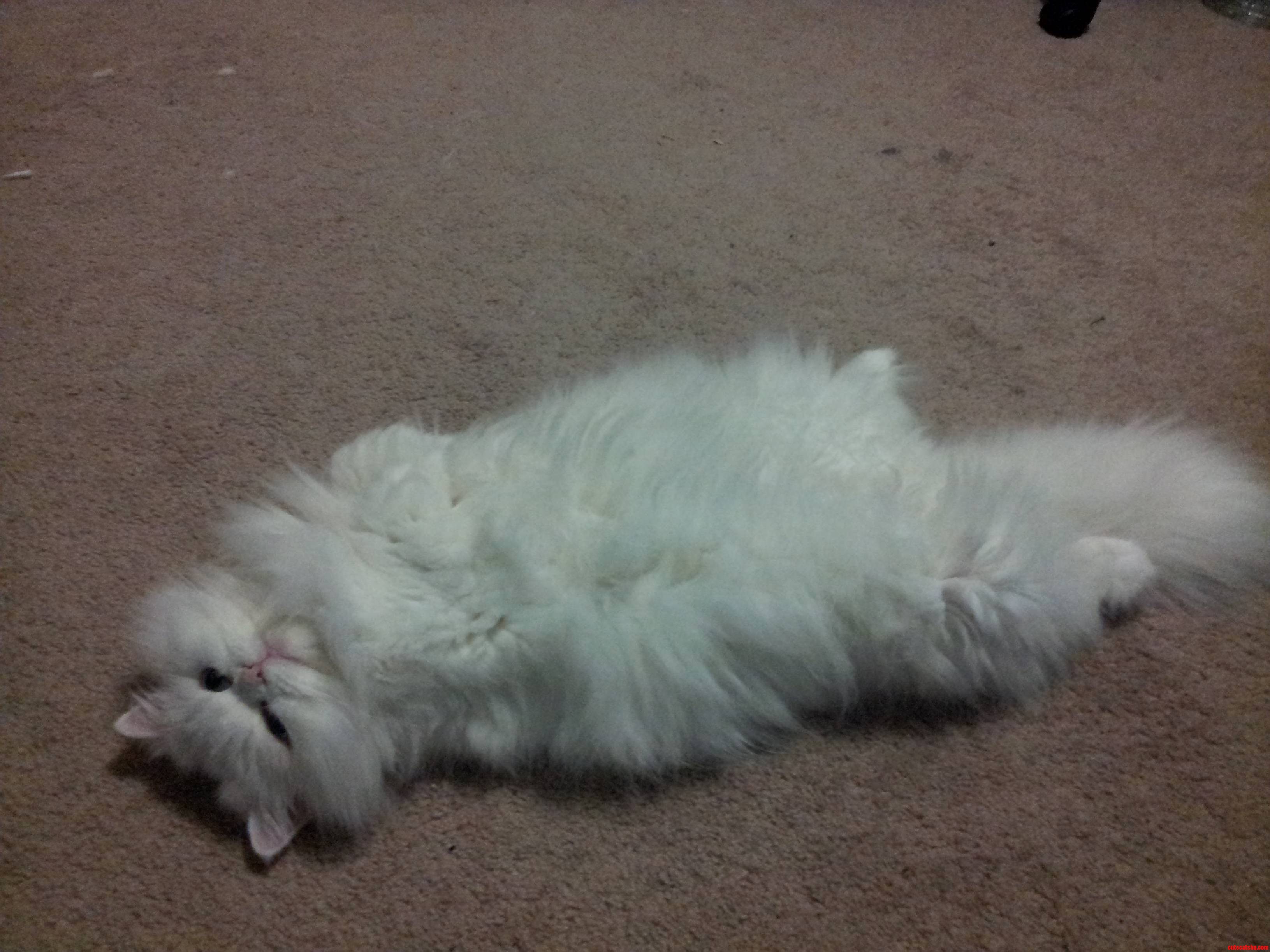 She Thinks Shes a Person