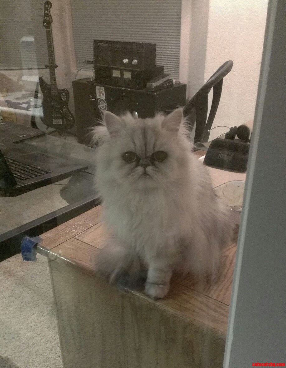She Tries to Follow Me Out of the Room and Gets Stopped by the Glass Door Every Time.