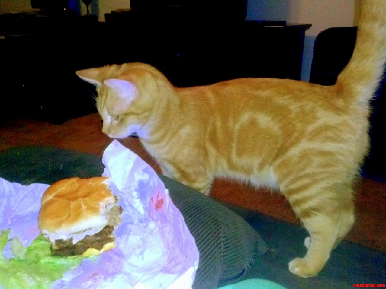 She Wants a Hamburger Too