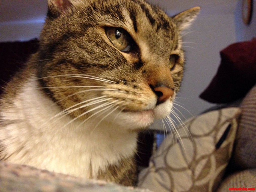 She Was Annoyed That I Dared Comb a Mat Out of Her Fur.