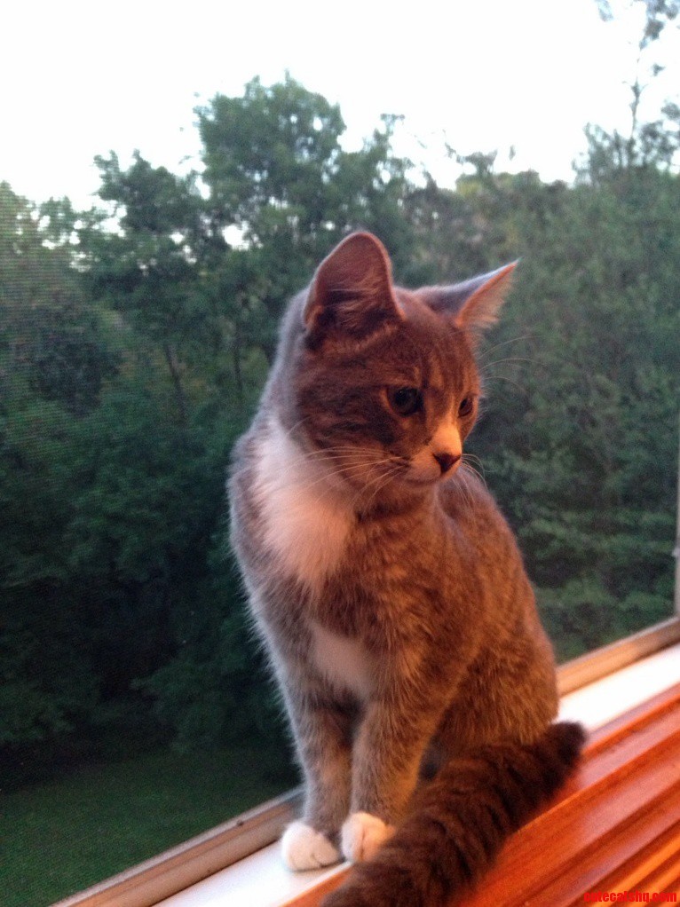 Sherlock Checking Out the World Outside His Window