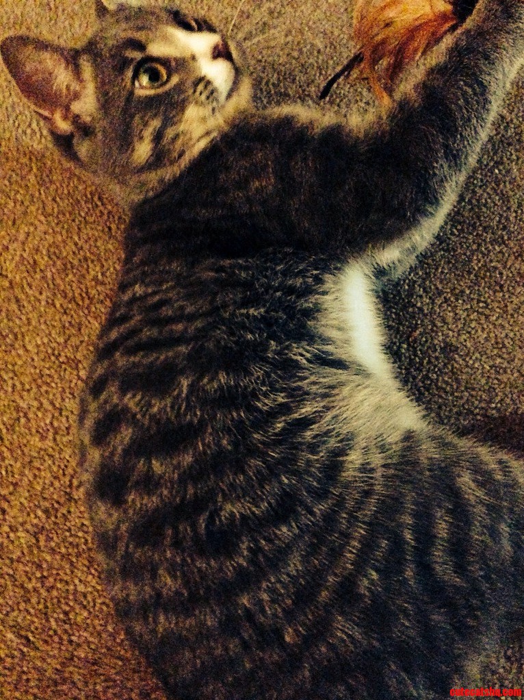 Sherlock - Part Kitty Part Tiger....rawr