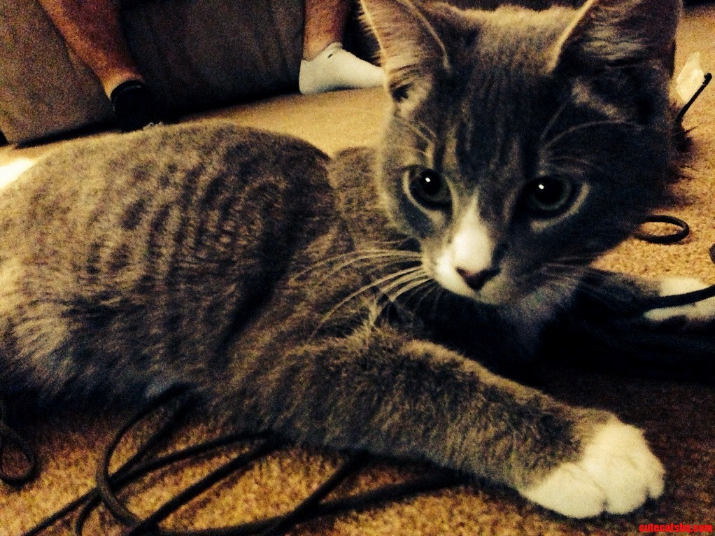 Sherlock Tangled and Ready to Play