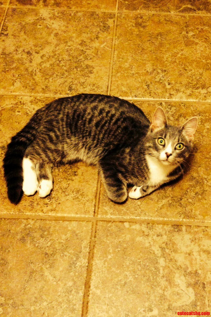 Sherlock Watching Me Bake