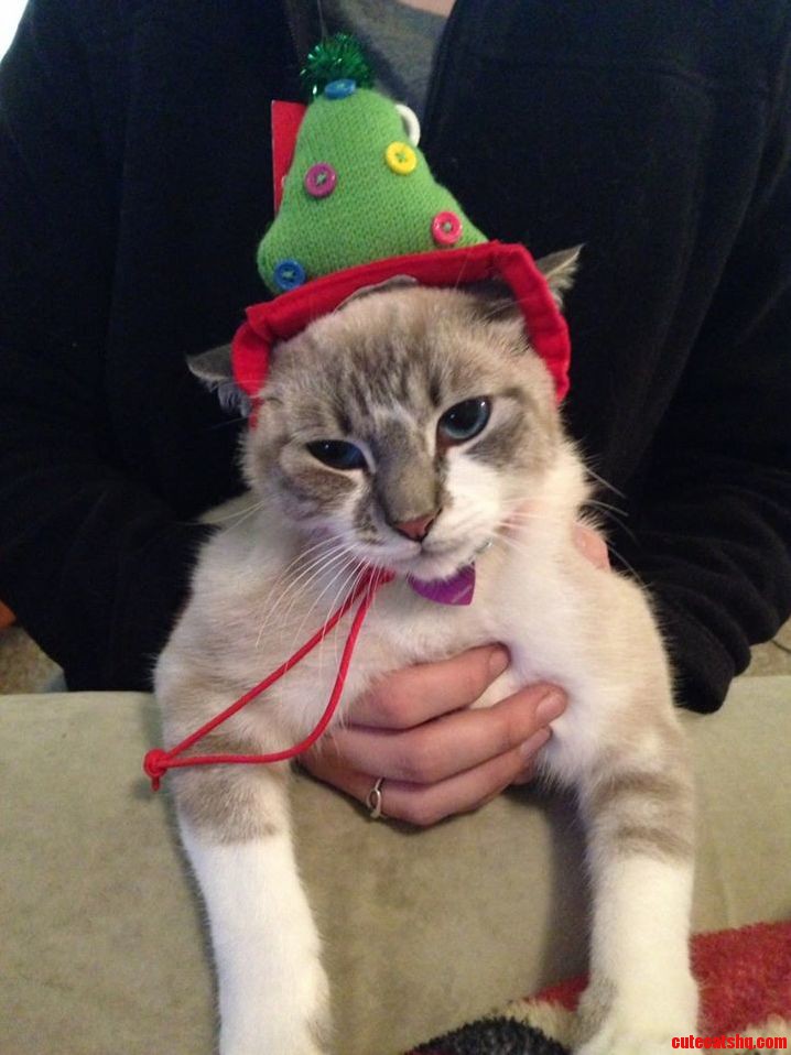 Shes Getting Into the Christmas Spirit.