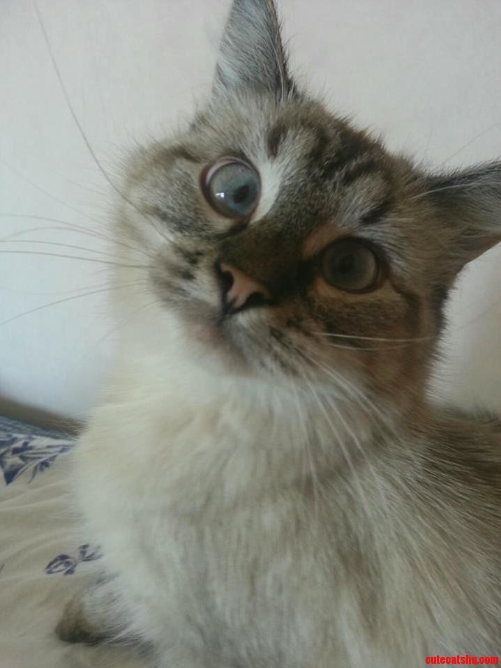 Shes Just a Little Cross Eyed.