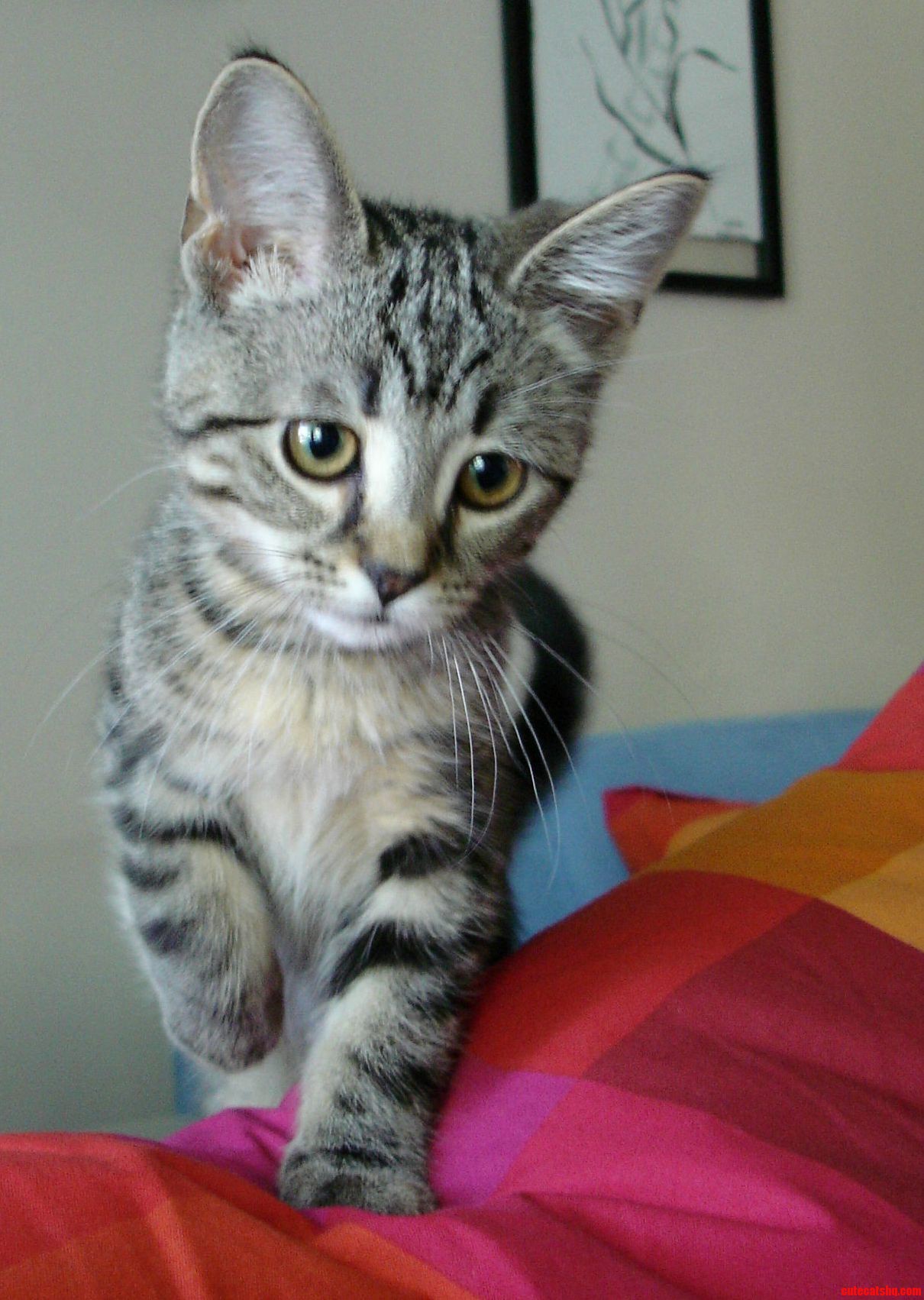 Shortly After We Brought Him Home from the Shelter