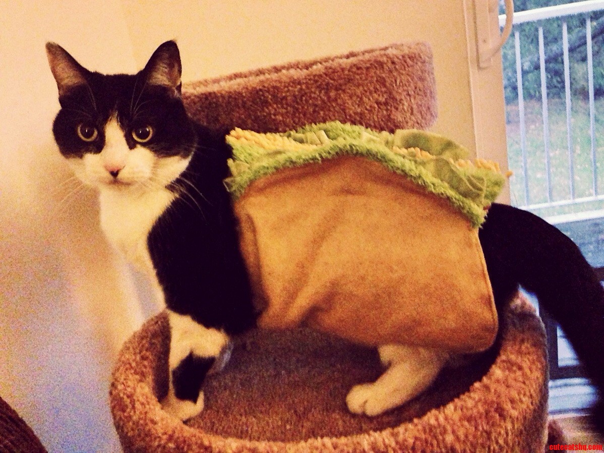 Sidney the Tacocat