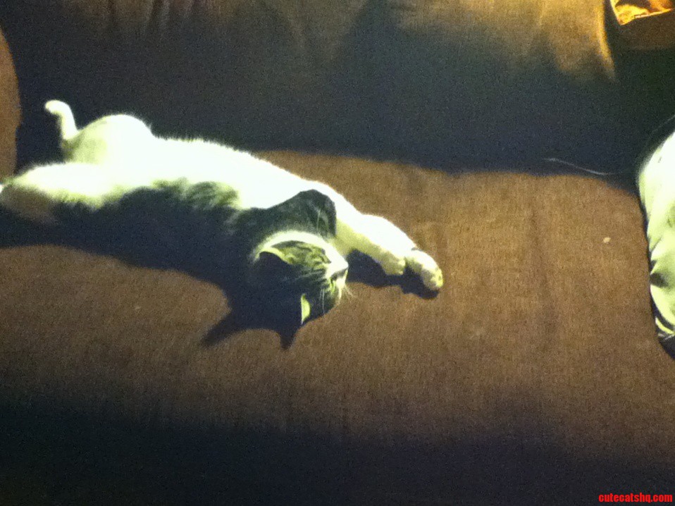 Silly Cat