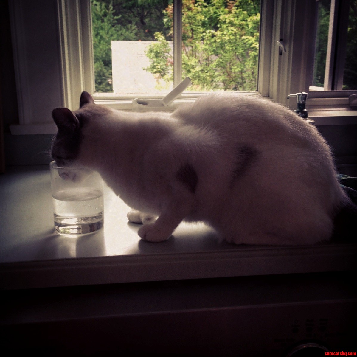 Silly Kitty Cups Arent for Cats