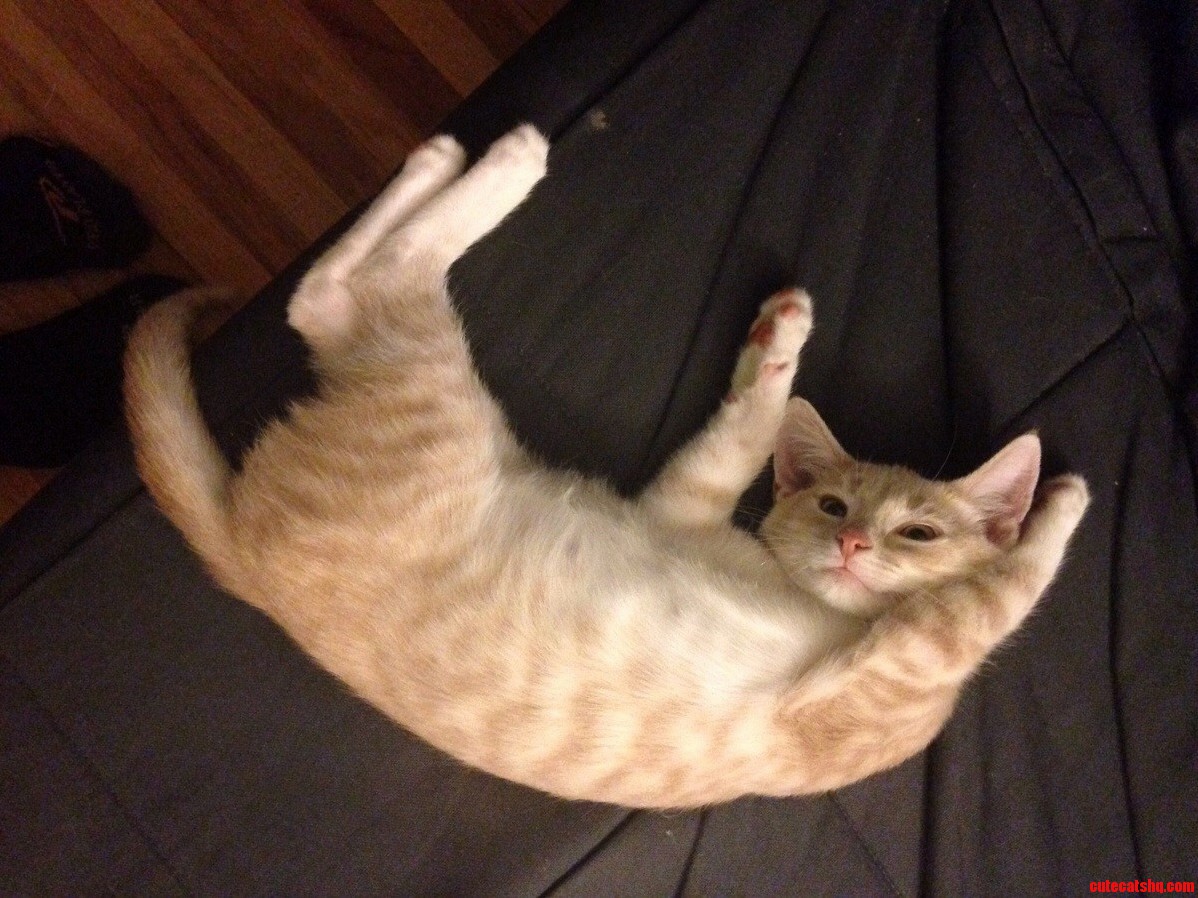 Silly Simba. Thats Not How You Sleep.